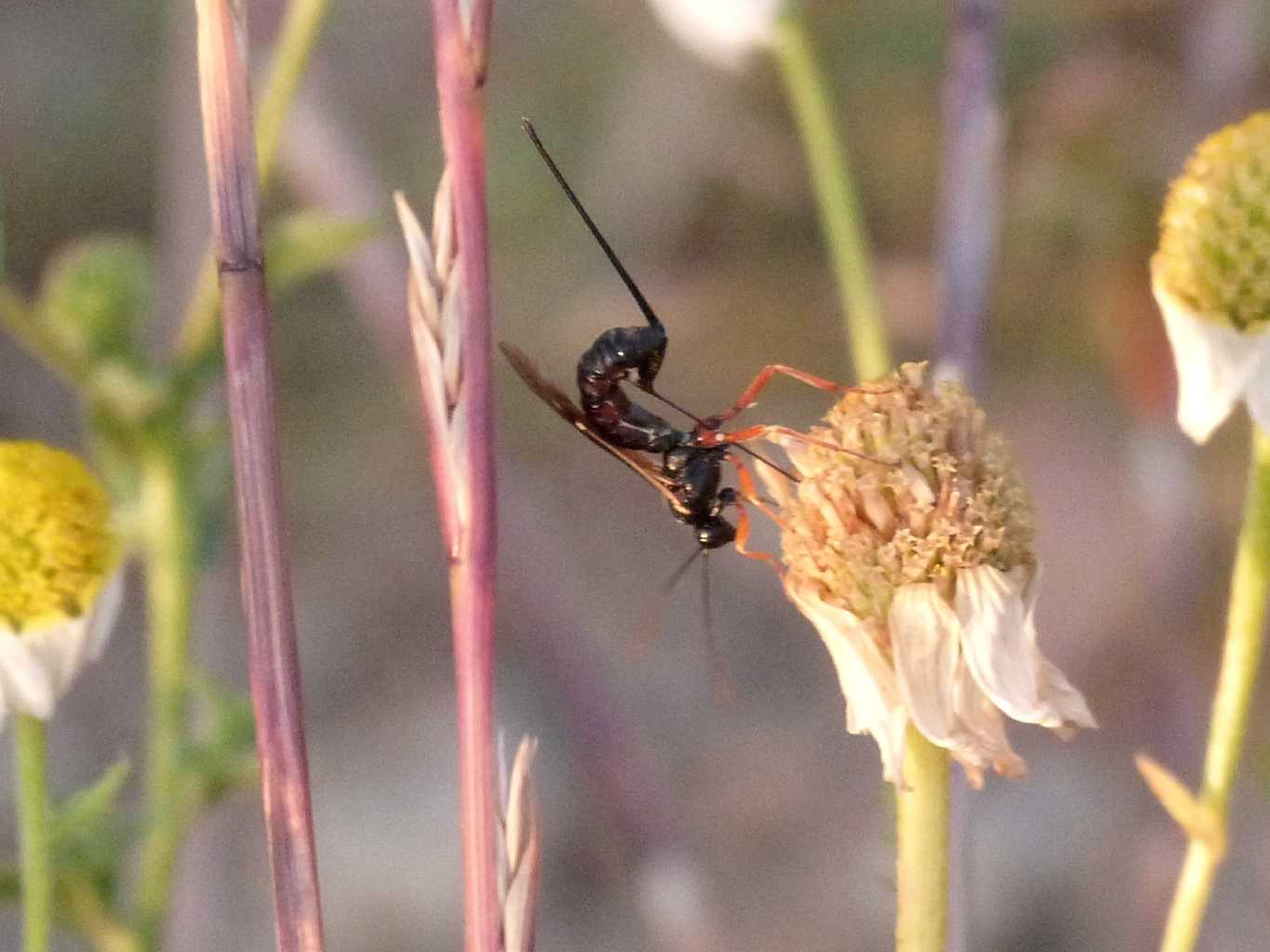 Piccolo Ichneumonidae all''opera